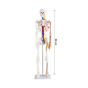 Model Rangka Dan Sistem Saraf Manusia - 人体骨骼和神经模型