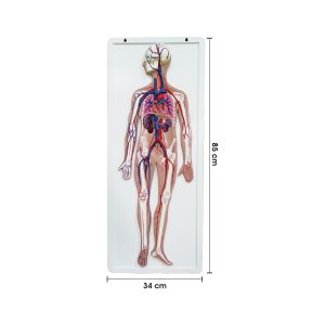 Model Sistem Peredaran Darah Manusia - 人体血液循环系统模型