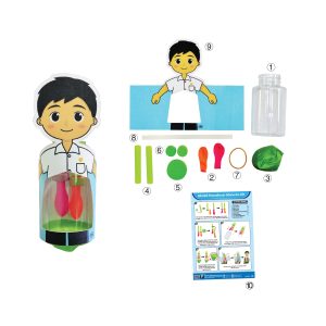 Model Pernafasan Manusia DIY - DIY 人体呼吸模型