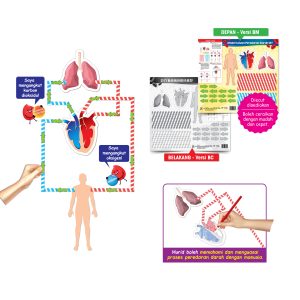 Model Laluan Peredaran Darah DIY - DIY 血液循环路径模型