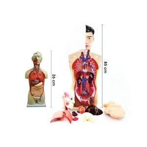 Model Torso Manusia - 人体模型 (内脏)
