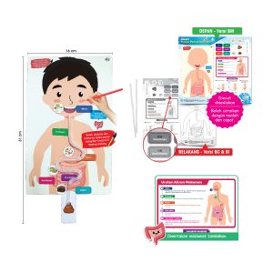 Model Proses Pencernaan DIY - DIY 消化过程模型