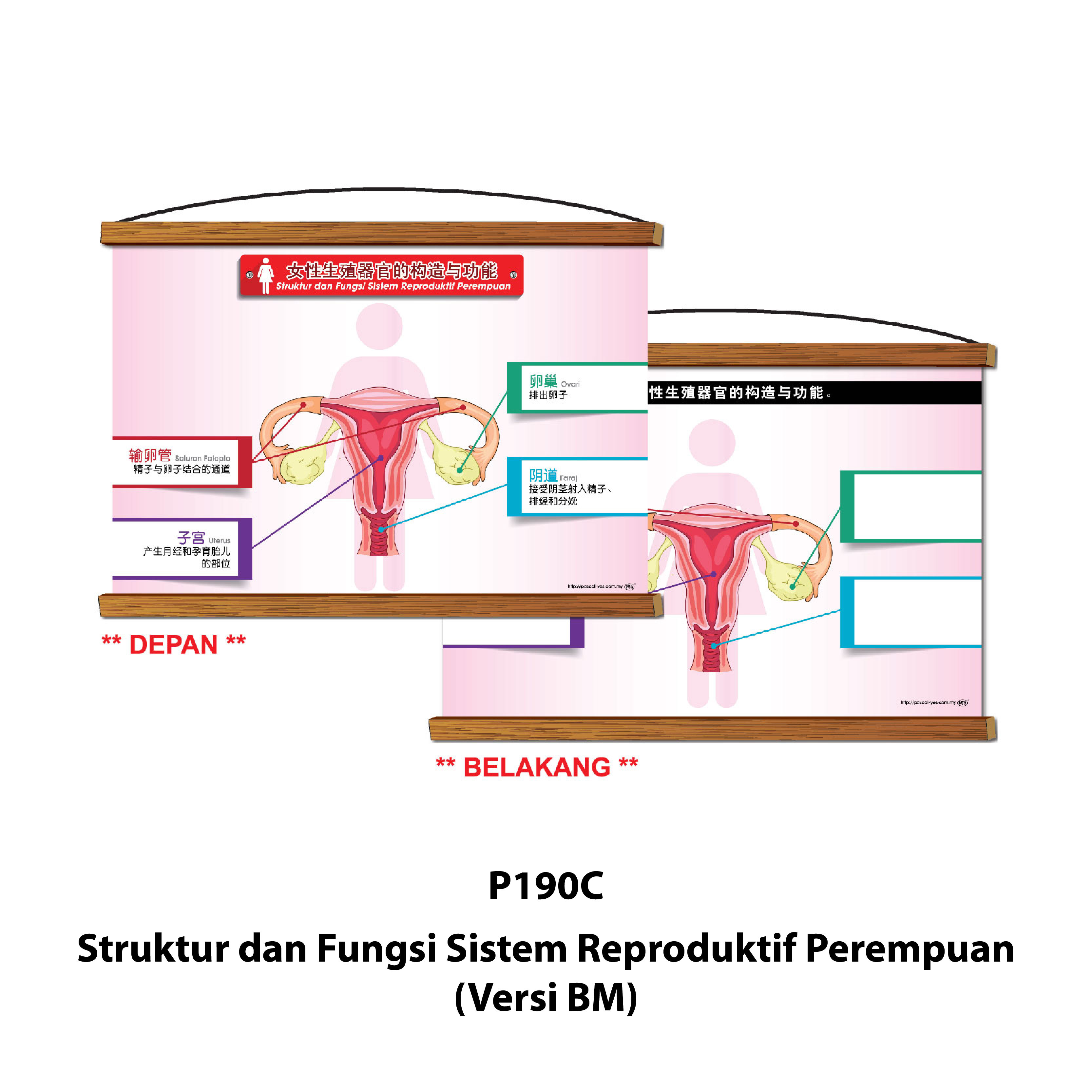 Siri Papan Putih Gulung Lestari Ilmu - 可卷式教学白板系列 - Image 7