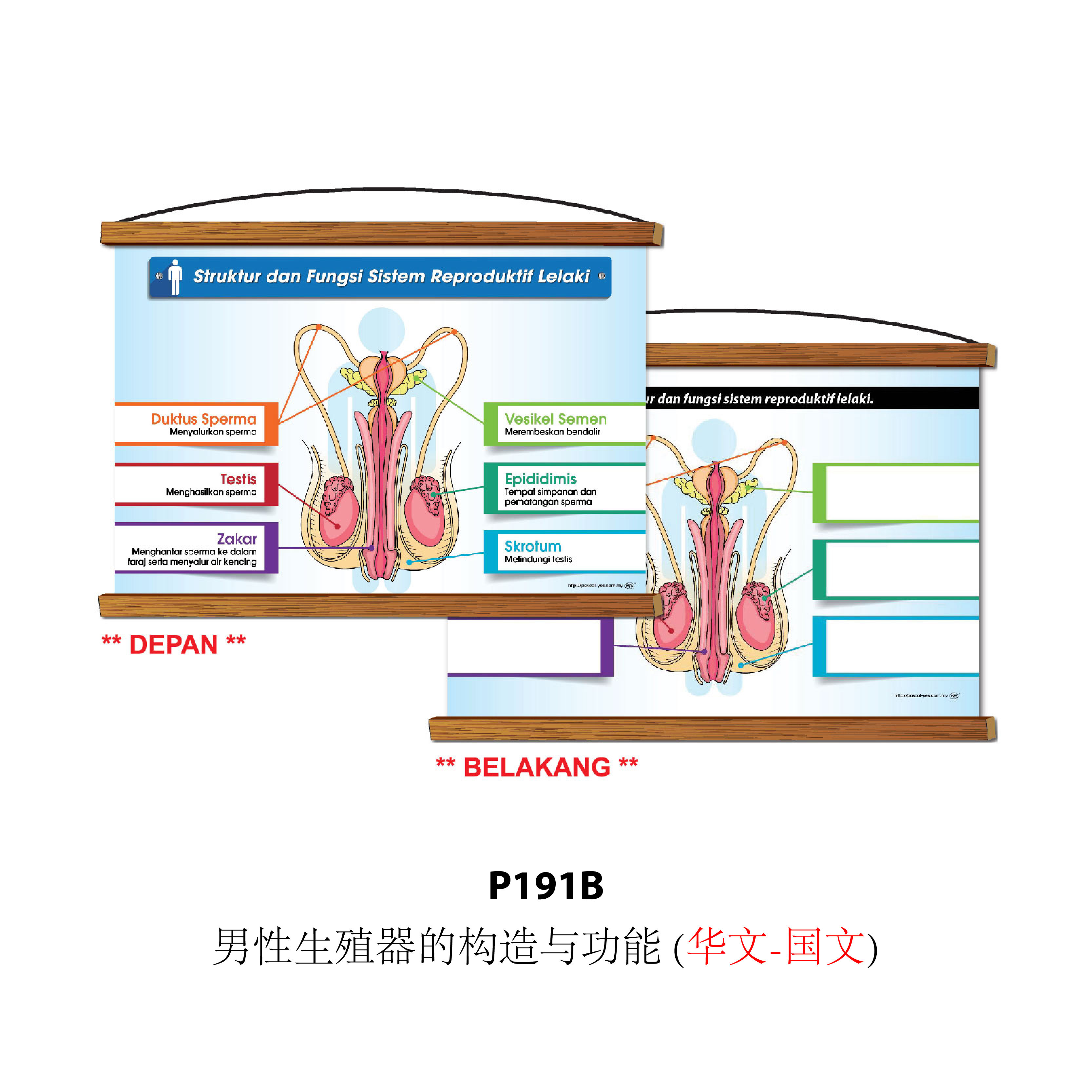 Siri Papan Putih Gulung Lestari Ilmu - 可卷式教学白板系列 - Image 6