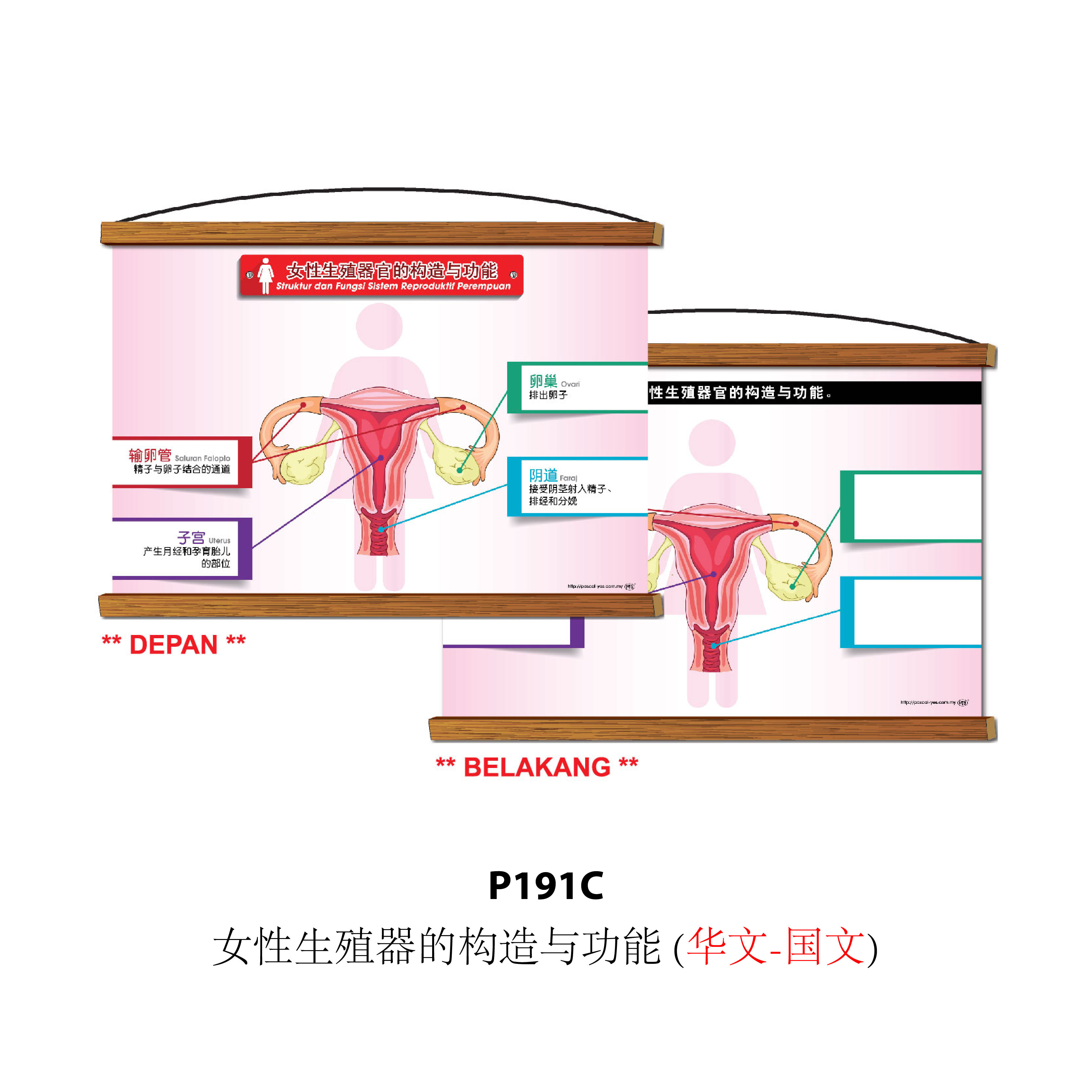 Siri Papan Putih Gulung Lestari Ilmu - 可卷式教学白板系列 - Image 8
